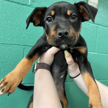 Mixed Breed Dogs Available for Adoption - Sweet N Low | PetCurious