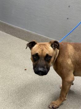 BACON STRIP -  Pit Bull Terrier Dog for Adoption in Las Vegas, Nevada - BACON STRIP | PetCurious