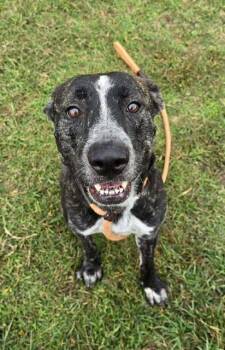 Rescue Pit Bull Terrier and Mixed Breed Dogs for Adoption in Louisville, Kentucky - COMMENTATOR CURSE | PetCurious