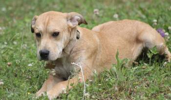 Honey Pot (cute puppy) -  Yellow Labrador Retriever and Black Mouth Cur Dog for Adoption in Chesapeake, Virginia - Honey Pot (cute Puppy) | PetCurious
