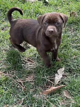 Chiweenie Dogs Available for Adoption - Charlie Brown | PetCurious