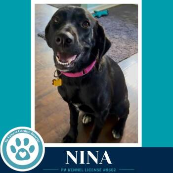 Labrador Retriever Dogs Available for Adoption in Kimberton, Pennsylvania - Nina 053026 | PetCurious