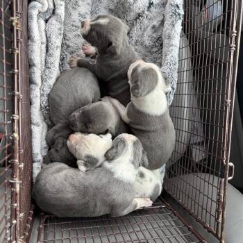 Pit Bull Terrier Dogs Available for Adoption - Diva | PetCurious