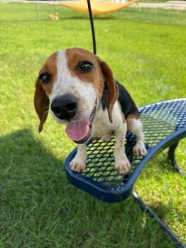Jimothy -  Beagle Dog for Adoption in Aiken, South Carolina - Jimothy | PetCurious