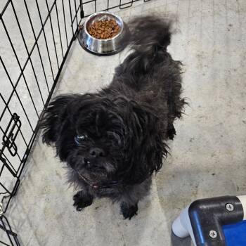 Rescue Shih Tzu Dogs for Adoption in Branson, Missouri - Kinsey | PetCurious
