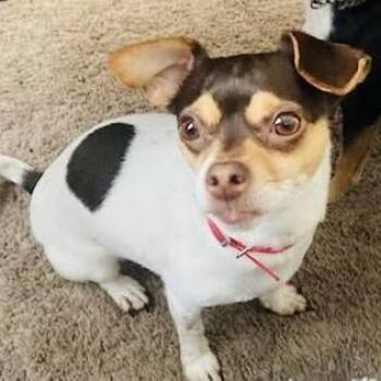 LilyBug -  Chihuahua Dog for Adoption in Williston, Florida - LilyBug | PetCurious