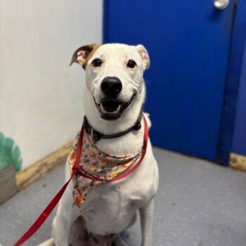 Milo -  Mixed Breed Dog for Adoption in Wahiawa, Hawaii - Milo | PetCurious