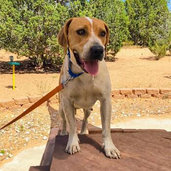 Daisy -  Pit Bull Terrier and Mixed Breed Dog Available for Adoption in Kanab, Utah - Daisy | PetCurious