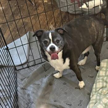 Jack -  Chihuahua Dog for Adoption in West Peoria, Illinois - Jack | PetCurious