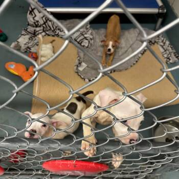 Maverick -  Pit Bull Terrier and Mixed Breed Dog for Adoption in Madison, Wisconsin - Maverick | PetCurious