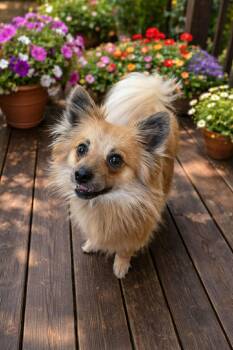 Pomeranian Dogs Available for Adoption in Atlanta, Georgia - Wren | PetCurious
