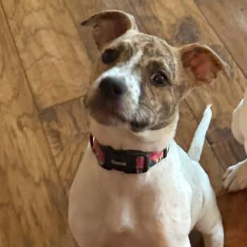 Nash -  Mixed Breed Dog for Adoption in East Peoria, Illinois - Nash | PetCurious