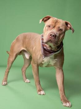 JJ -  Pit Bull Terrier Dog for Adoption in Atlanta, Georgia - JJ | PetCurious