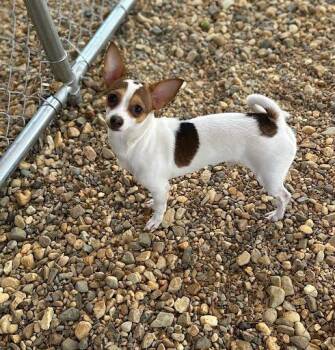 Merlin -  Chihuahua and Rat Terrier Dog for Adoption in Marshall, Texas - Merlin | PetCurious