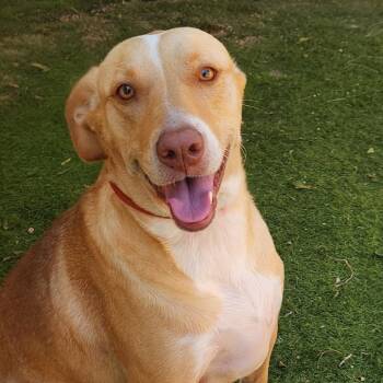 Yellow Labrador Retriever Dogs Available for Adoption - Allie JR* | PetCurious