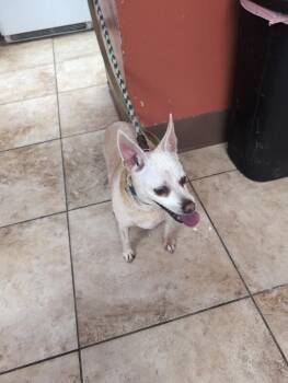 Magical Mystery Tour -  Mixed Breed Dog for Adoption in Cincinnati, Ohio - Magical Mystery Tour | PetCurious