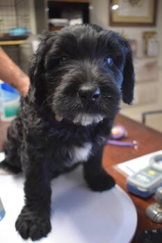 Rescue Schnauzer and Mixed Breed Dogs for Adoption in Pahrump, Nevada - Maverik (Zelda P5) | PetCurious