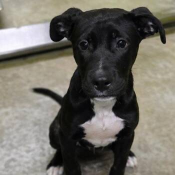 Staffordshire Bull Terrier Dogs Available for Adoption in San Jacinto, California - Reuben | PetCurious