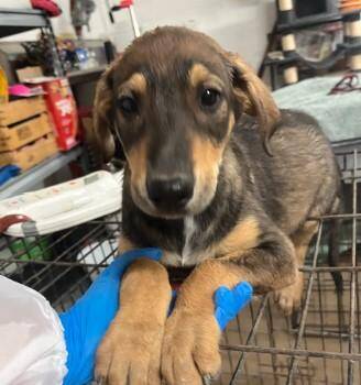 Shepherd and Mixed Breed Dogs Available for Adoption in West Chester, Pennsylvania - Sylveon | PetCurious