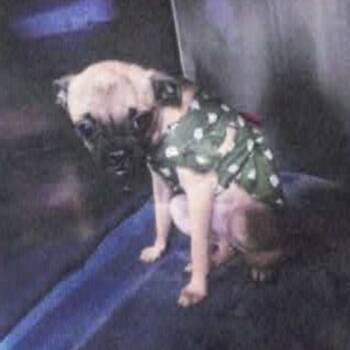 Rescue Pug and Mixed Breed Dogs for Adoption in Tacoma, Washington - Zoey | PetCurious