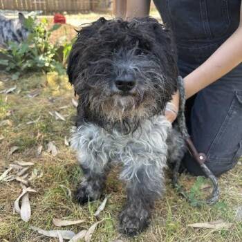 Terrier and Poodle Dogs Available for Adoption - Simon | PetCurious