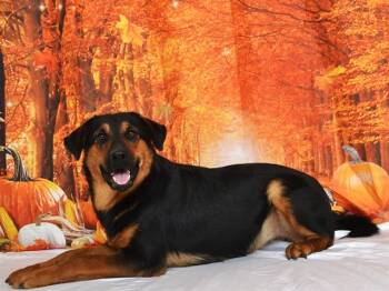 Rescue German Shepherd Dog and Mixed Breed Dogs for Adoption in Oroville, California - MARLI | PetCurious