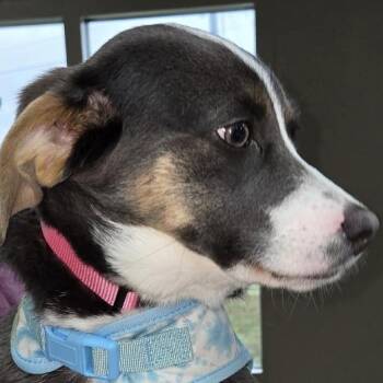 Australian Shepherd Dogs Available for Adoption - Claire Caring | PetCurious