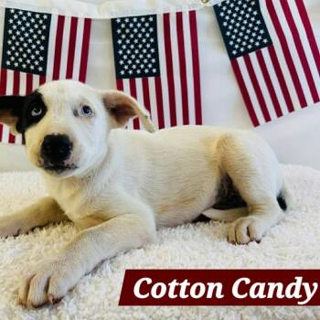 Cotton Candy -  Husky and Mixed Breed Dog for Adoption in South Elgin, Illinois - Cotton Candy | PetCurious