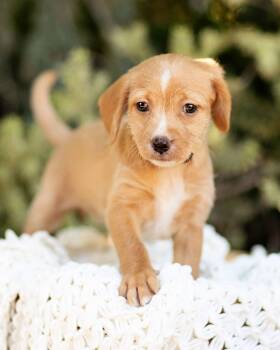 Dachshund Dogs Available for Adoption - Tabby | PetCurious