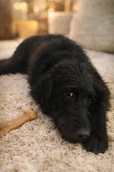 Coonhound and Poodle Dogs Available for Adoption - Gus | PetCurious