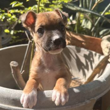 Labrador Retriever Dogs Available for Adoption in Williston, Vermont - Pookie | PetCurious