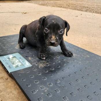 Sampson -  Pit Bull Terrier and Mixed Breed Dog for Adoption in Wadena, Minnesota - Sampson | PetCurious