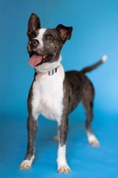 JO JO -  Australian Cattle Dog Blue Heeler Dog for Adoption in Pegram, Tennessee - JO JO | PetCurious