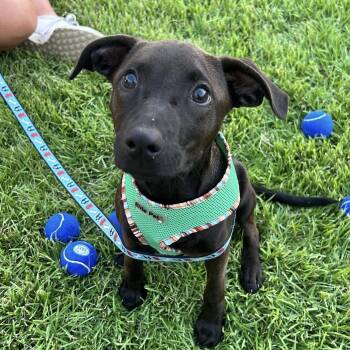 Everleigh -  Labrador Retriever Dog for Adoption in Columbia, South Carolina - Everleigh | PetCurious
