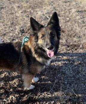Rescue Collie Dogs for Adoption in Redmond, Oregon - Lou Lou | PetCurious