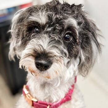 Tawny -  Miniature Schnauzer and Poodle Dog for Adoption in Wickenburg, Arizona - Tawny | PetCurious
