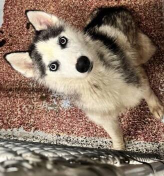 Loko -  Siberian Husky and Mixed Breed Dog for Adoption in West Chester, Pennsylvania - Loko | PetCurious