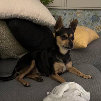 Trixie -  Chihuahua and Miniature Pinscher Dog for Adoption in Hobe Sound, Florida - Trixie | PetCurious