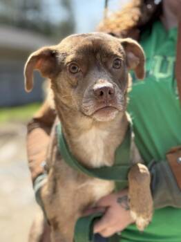 Chihuahua and Australian Shepherd Dogs Available for Adoption - Paddi | PetCurious