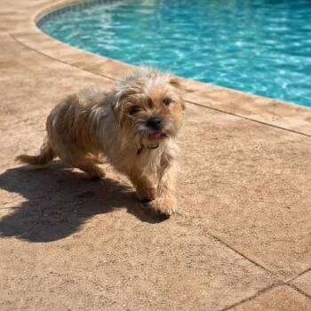 Terrier Dogs Available for Adoption - Brielle  | PetCurious