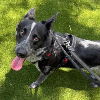 Prince 1366 -  Cattle Dog and Mixed Breed Dog for Adoption in Loxahatchee Groves, Florida - Prince 1366 | PetCurious