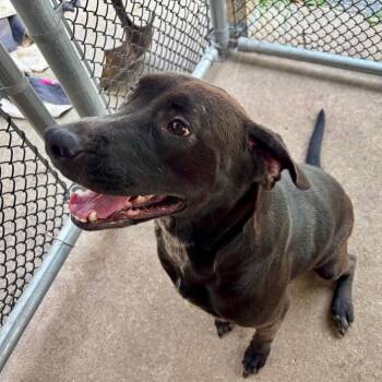 Dharma -  Mixed Breed Dog for Adoption in Edwardsville, Illinois - Dharma | PetCurious