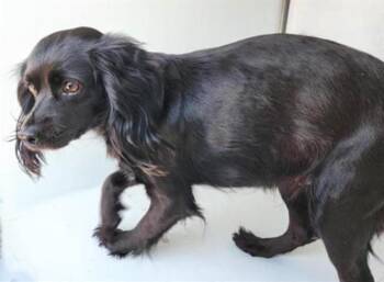 Cocker Spaniel and Mixed Breed Dogs Available for Adoption - A652378 | PetCurious