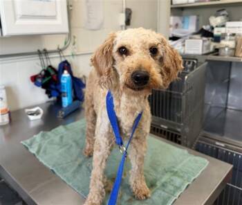 Terrier and Mixed Breed Dogs Available for Adoption in San Bernardino, California - SPARKLE | PetCurious