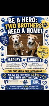 Marley and Murphy -  Mixed Breed Dog for Adoption in Winston-salem, North Carolina - Marley And Murphy | PetCurious