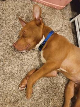 Pit Bull Terrier Dogs Available for Adoption - Buddy | PetCurious