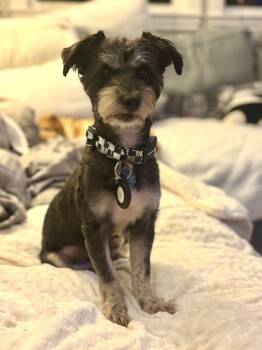 Mixed Breed Dogs Available for Adoption in Los Angeles, California - Wheels | PetCurious