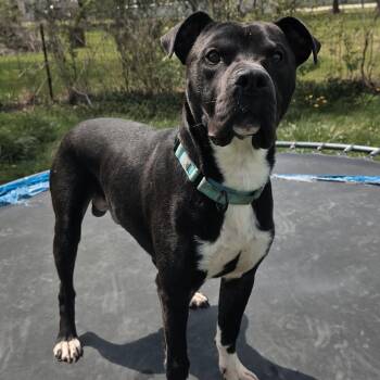 Mixed Breed Dogs Available for Adoption in Plain City, Ohio - Dexter | PetCurious