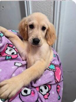 Michele -  Golden Retriever Dog for Adoption in Houston, Texas - Michele | PetCurious