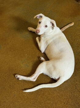 Rescue Labrador Retriever and Whippet Dogs for Adoption in Phoenix, Arizona - Lucky | PetCurious